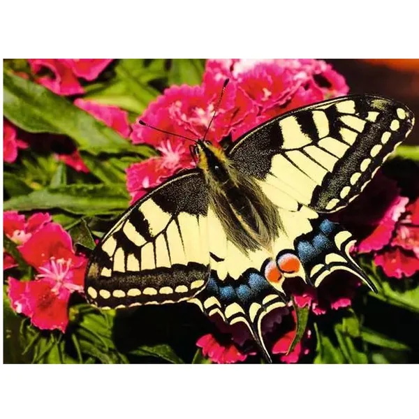 Puzzle Colorful Animals 500 pcs Papillon - Ravensburger